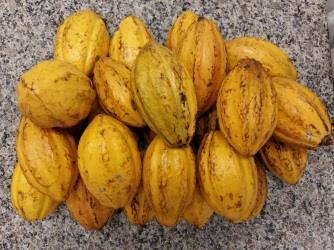 20 2. METODOLOGIA 2.1. PREPARO DE SEMENTES Foram utilizadas sementes de cacau, Teobroma cacao L.