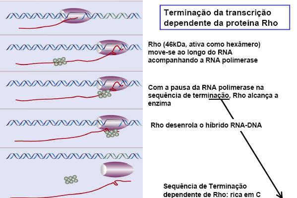 Rho 5 3 mrna é liberado,