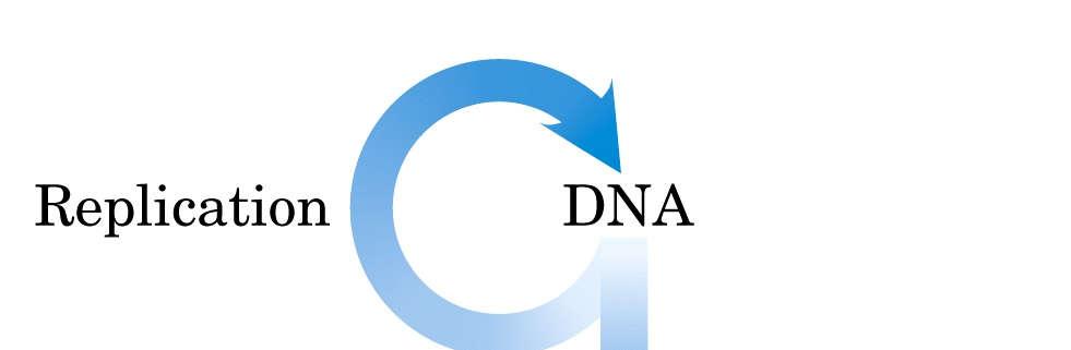 DOGMA CENTRAL DA BIOLOGIA MOLECULAR Replicação DNA Transcrição RNA Tradução PROTEÍNA
