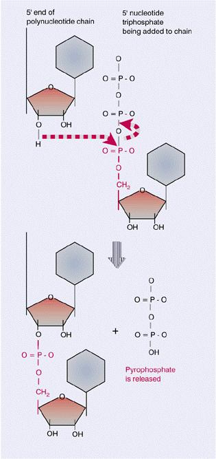 Formação da Ligação Fosfodiéster no RNA Ataque hidrofílico por parte do grupo 3 -OH do último nucleótido da