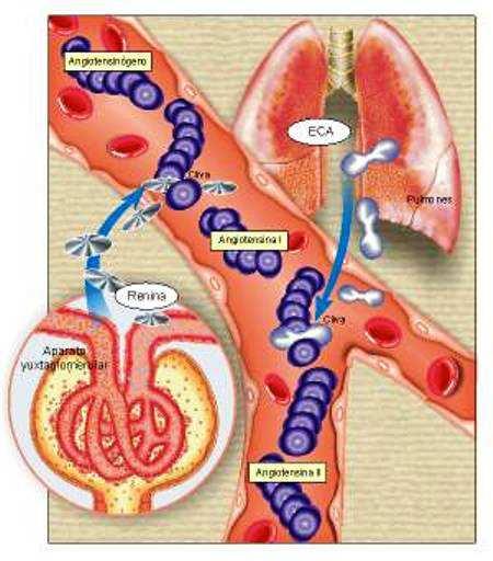 59 Figura 4. Ação da renina na conversão de angiotensinogênio hepático em angiotensina I, e desta em angiotensina II pela enzima ECA dos pulmões. Nota - Retirado da internet: http://www.uff.