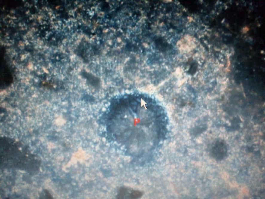 81 ETRINGITA Figura 4.52 Poro (P) preenchido por etringita. Imagem obtida ao microscópio de luz transmitida. Ampliação 40x.