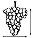 Figura 2. Número de lóbulos:1- Folha inteira, 2- três, 3- cinco, 4- sete ou 5- mais de sete lóbulos (IPGRI/UPOV/OIV, 1997). Figura 3.