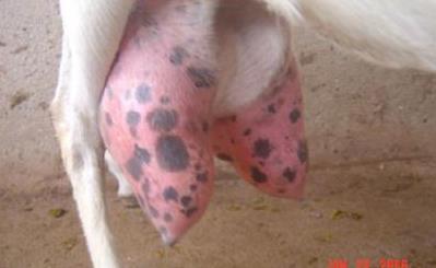 Foto: Roberta Lomonte Lemos de Brito 13 infecções secundárias da glândula mamária (CARNEIRO, 2011). As cabras afetadas pela forma mamária apresentam mastite aguda ou crônica.