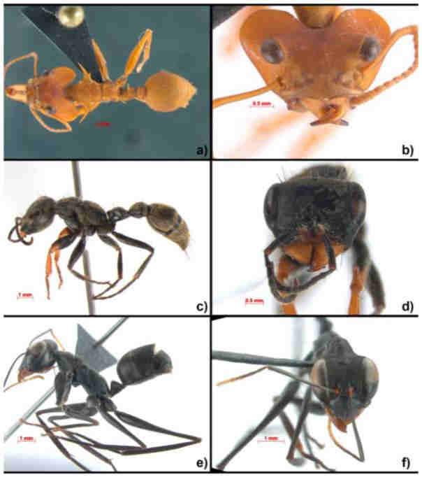 Figura 3 - Operárias de formigas coletadas em Oiapoque AP. Daceton armigerum em vista dorsal (a); e vista frontal (b).