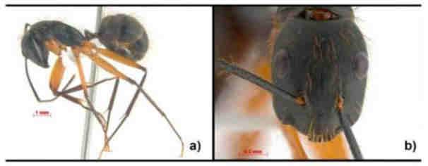 Figura 9 Operária de Camponotus renggeri coletada em Oiapoque AP. a) vista lateral e b) vista frontal.