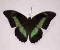 Figura 06: Alguns espécimes de borboletas