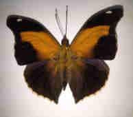 13 14 15 16 17 A prevalência de Nymphalidae no ambiente de estudo pode ser atribuída ao fato desta família possuir o maior