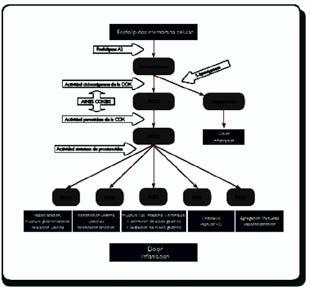 Conhecem-se dois tipos diferentes de ciclo-oxigenase: COX-1 e COX-2.