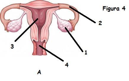 09- REPRODUÇÃO Ao longo da vida vivenciamos diferentes fases: infância, adolescência, fase adulta e velhice. Em todas elas o corpo passa por mudanças.