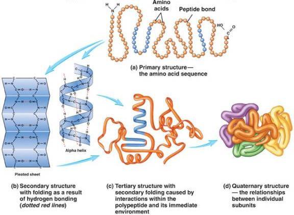 Estrutura das proteínas Disponível em: <http://www.rci.rutgers.