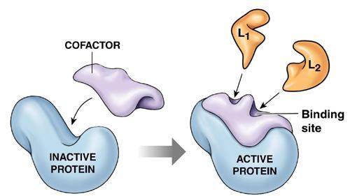 Características das enzimas Funções Enzimática Reaproveitáveis Específicas Algumas dependem de um cofator ou uma coenzima