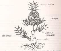 7. CLASSIFICAÇÃO BOTANICA Família: Bromeliacea Gênero: Ananas Espécies: importante comercialmente Ananas comosus SISTEMA RADICULAR CAULE OU TALO FOLHAS INFLORESCENCIA FRUTOS PEDUNCULO 9.