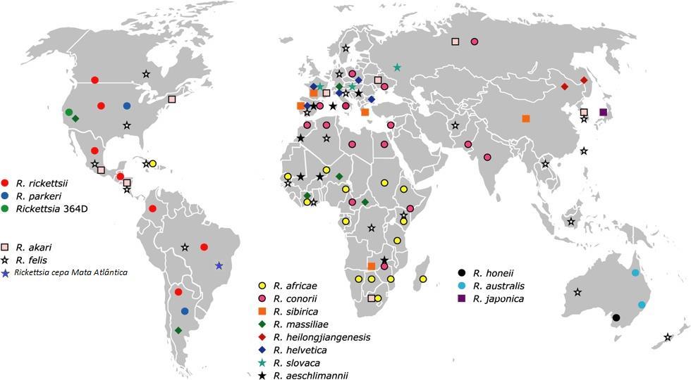 Figura 2. Distribuição geográfica dos patógenos riquetsiais do Grupo da Febre Maculosa conhecidos (WOOD e ARTSOB, 2012), com modificações segundo SZABÓ, et al.
