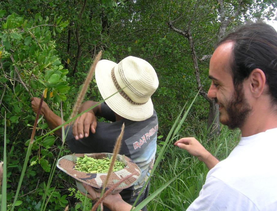 14 sementes foram retiradas maduras na própria árvore mãe na comunidade de Taperaçu-Campo (Figura 03) ou coletadas no próprio solo. Figura 03- Coleta de sementes. FOTO: (T.Tsuji) 3.3.2.