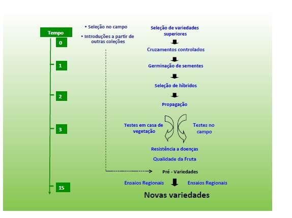 Seleção dos embriões