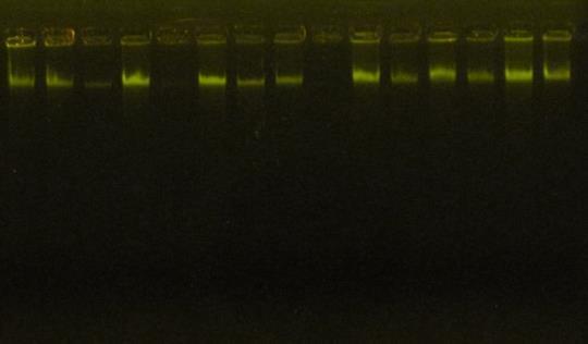 6 Figura 2 Eletroforese da repetição das 15 amostras do DNA genômico de Desmanthus