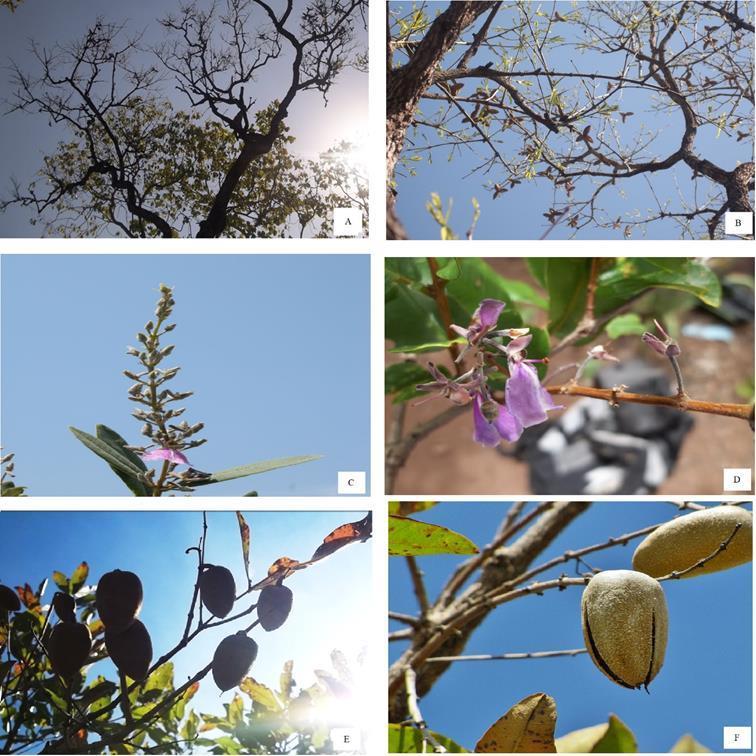 18 Fenologia de Qualea parviflora mart. (Vochysiaceae) em um remanescente de cerrado sensu stricto Figura 1. Fotos das fenofases da espécie Qualea parviflora. A. Queda de folhas; B. Brotamento; C.