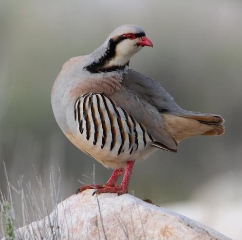 AGV2 Girovírus Aviário Tipo 2 em aves: -