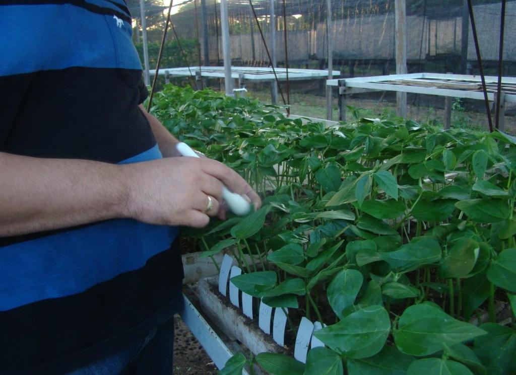 30 Os extratos foliares foram preparados em presença de tampão fosfato de sódio 0,01 M, ph 7,0, na proporção de 1,0 g de tecido foliar infectado para 9,0 ml do tampão, sendo 500 mg de tecido foliar