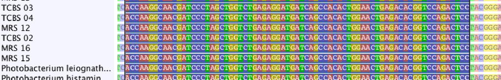 Após a obtenção das seqüências referentes ao gene 16S rrna para todas as 20 linhagens-tipo do gênero Photobacterium procedeu-se ao alinhamento destas