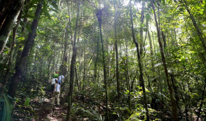 Trilha na Floresta Junto a nossos guias locais, faremos uma trilha interpretativa pela floresta com a oportunidade de