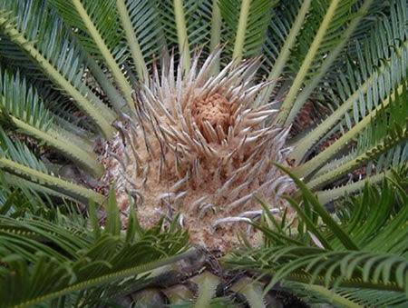 Ordens da Classe Cycadopsida Gynkgoales: grupo de plantas fósseis com uma única espécie viva.