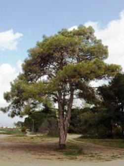 Enfatizaremos as 4 últimas por apresentarem mais representantes no Brasil. Família: Pinaceae É a maior família de gimnospermas vivas, com centro de dispersão no hemisfério norte.