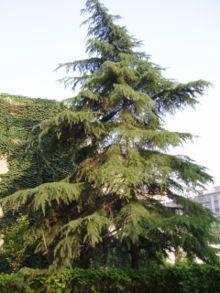 Cedro do Himalaia Cedrus deodara Pinaceae MEGASPORÓFILOS É uma espécie de cedro nativo do