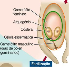 (endosperma haplóide).