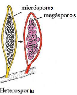 Homosporia Produção de esporos masc. e fem.