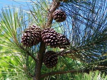 Pinus: