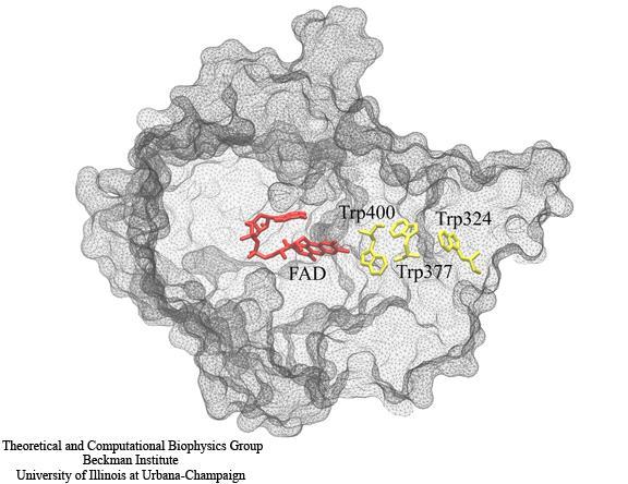 Proteína 75 kda + pterina (cromóforo) Proteína codficada por 2 genes: CRY1 e CRY2 Não se sabe