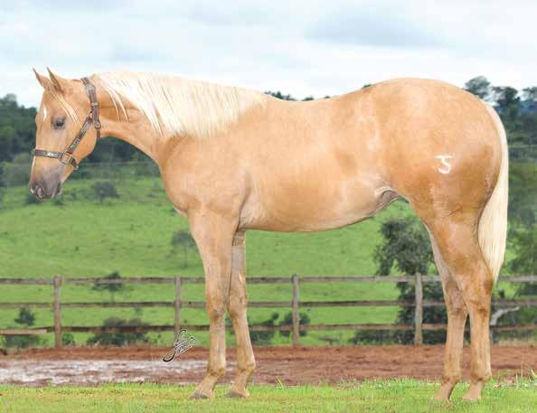 Lote 09 MADAM JAZZ TS P177536 - QUARTO DE MILHA PO - FÊMEA - 20/1/2013 - BAIO AMARILHO VENDEDOR: RANCHO TS DOCTOR JAZZ WATCHA JOE SUGAR JAZZY JAY SR GARNET WATCH REDS SONG MADAM SUGAR FRECKLES