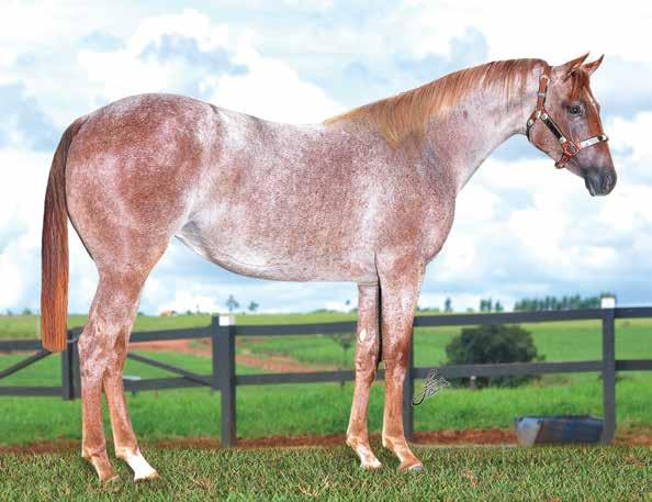 Lote 23 LITTLES LADY MIL QM - PO - FÊMEA - 24/9/2012 - ROSILHO - Reg.