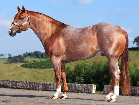 Lote 400 - Vendas de Cobertura BREWBERRY ONE TIME PEPTO P153414 - QM PO - MACHO - 20/3/2008 - ROSILHO VENDEDOR: FH CUTTING HORSE STYLIN JEWEL PEPTOBOONSMAL ONE TIME SOON DOCS STYLISH OAK HARRIETS