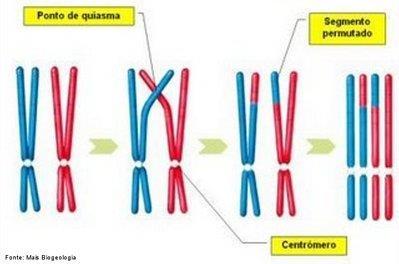 Importância da Meiose 1. Redução do número de cromossomos da célula Manutenção da diploidia após a fecundação 2.