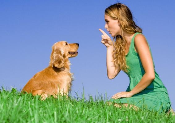 Senciência animal Um ser senciente - tem