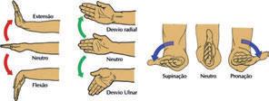 DESIGN E ERGONOMIA 81 controlam os dedos (especialmente os flexores) para a realização das preensões é com uma pequena extensão do punho (40-45º) e ligeiro desvio ulnar (15º).