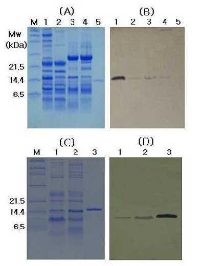 IMMUNOBLOTTING (Western blotting) More