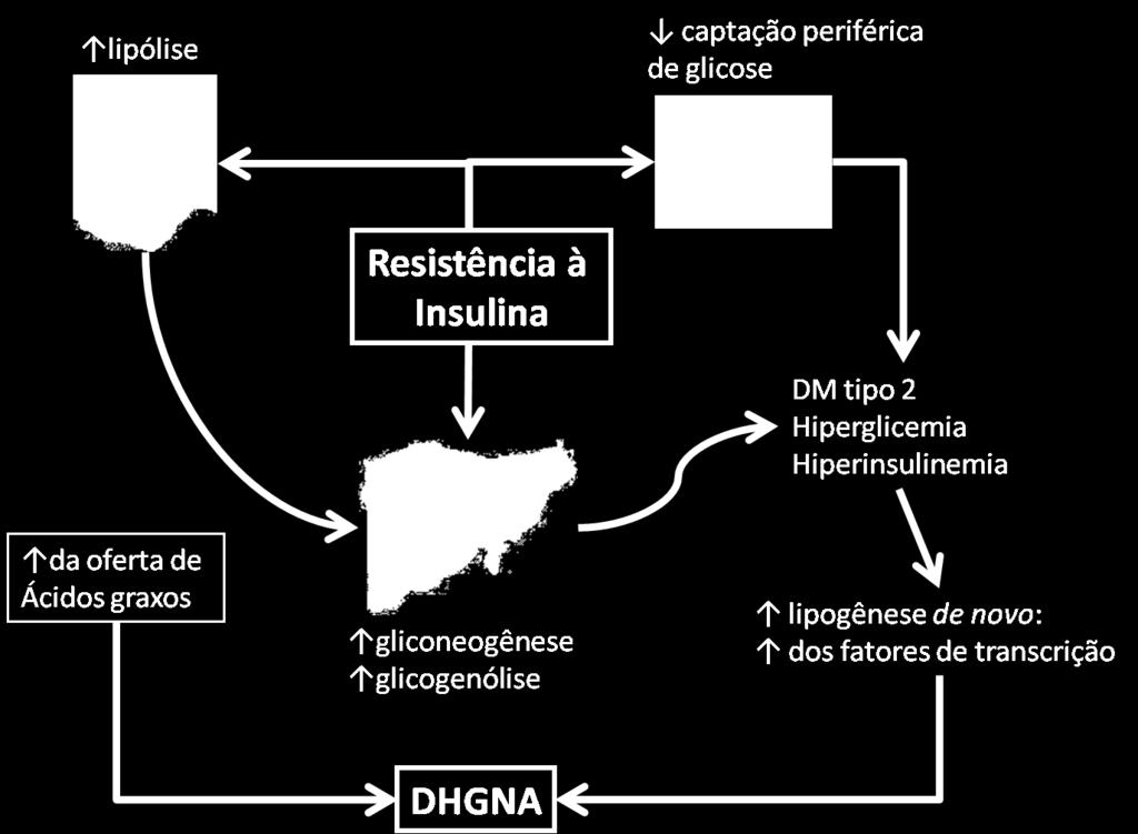 Expansão adipócitos gdes macrófagos inflamação