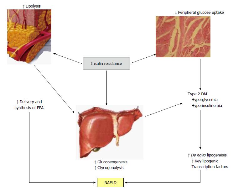 Delivery and uptake of FFA Delivery and uptake of FFA Type 2 DM Leite et al.