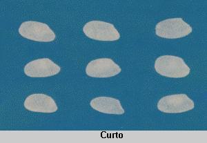 Curto: mínimo de 80% dos grãos inteiros medindo menos de 5 mm no comprimento, após 