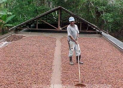 Secagem e armazenagem de Produtos Agrícolas umidade recebida das amêndoas.