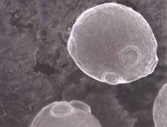 30 2.7.2 Microbiologia produzir álcool. A fermentação é realizada por leveduras, embora alguns tipos de bactérias possam 2.7.2.1 Leveduras Alcoólicas As leveduras são fungos unicelulares, isto é, formados por uma única célula e, geralmente, não formam filamentos.