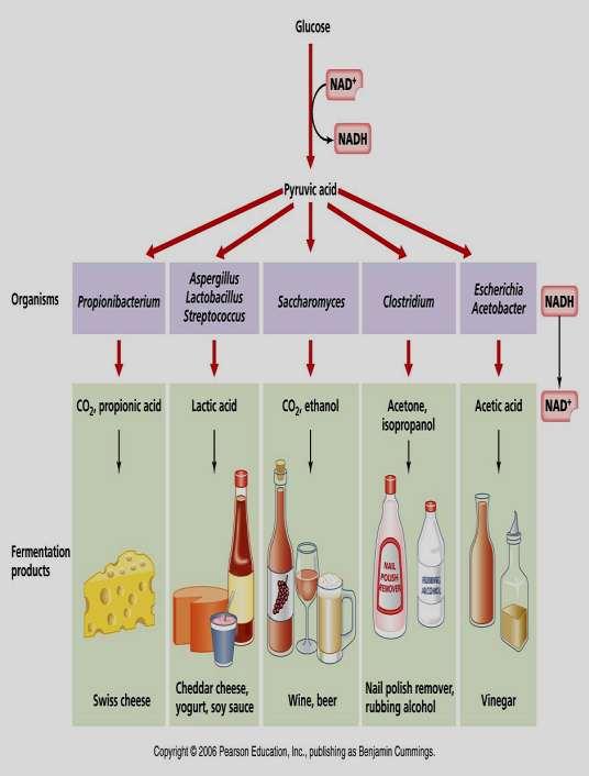 Principais Técnicas e Produtos Biotecnológicos Áreas industrial: Os principais processos fermentativos são: a fermentação alcoólica, láctica e biossíntese acética.