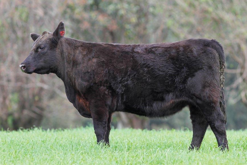 mais importante fêmea, afixo Capane, produzida até o momento na Fazenda São João.