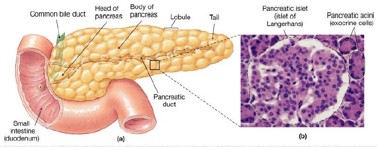 Pâncreas Pâncreas exócrino componente acinar enzimático Digestão de alimentos Absorção intestinal Pâncreas endócrino - hormonal