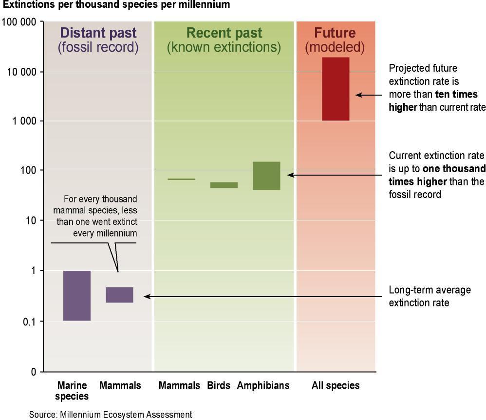 Mudanças significativas e geralmente irreversíveis para a diversidade das espécies A distribuição das espécies no planeta está se tornando mais homogênea A taxa de extinção das espécies pelo homem