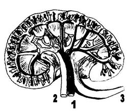 Diferentemente do encontrado no presente trabalho, em suínos da raça Large White e Landrace (COSTA et al., 1991; SOUZA et al.